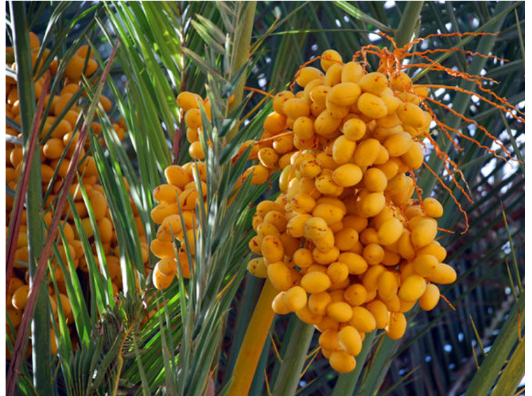 进口食品伊拉克海枣耶枣蜜枣波斯枣t5伊朗 热销 爆款特价】 - 非食用