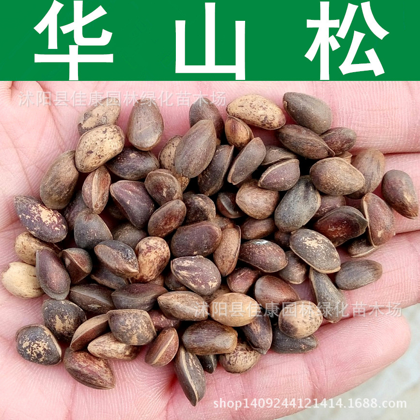 林木种子 优质华山松种子 五须松 青松 白松树种子 1件=1斤