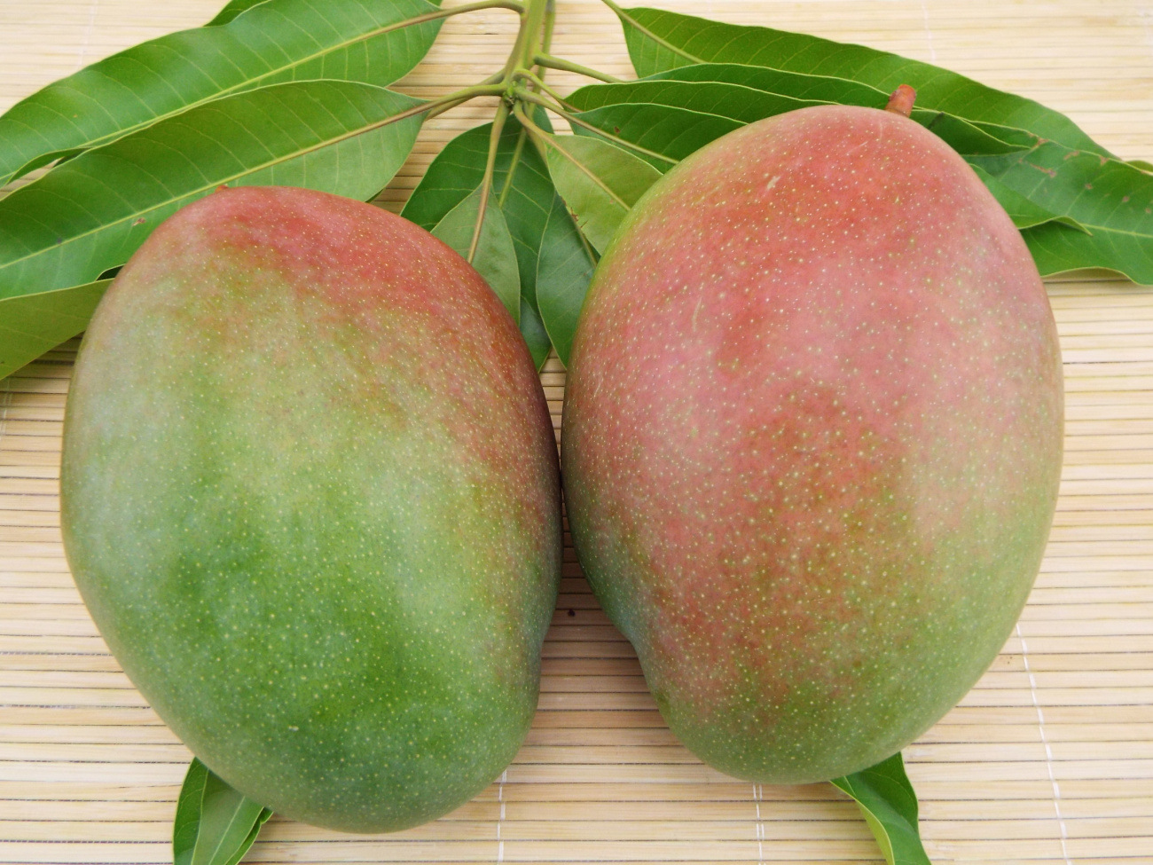 四川攀枝花凯特芒果5斤装大青芒现摘现发新鲜水果包邮