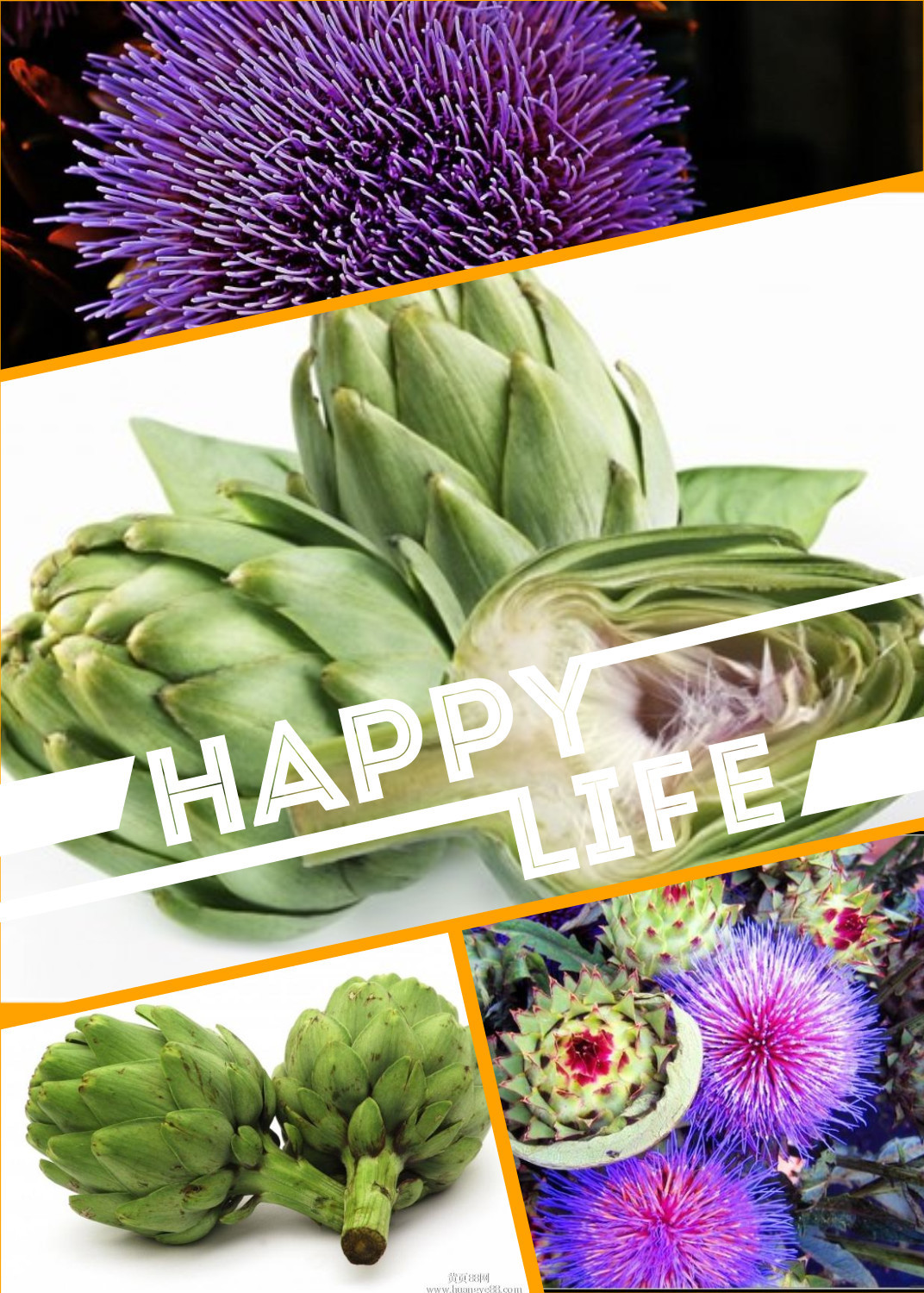 包邮出售 朝鲜蓟提取物