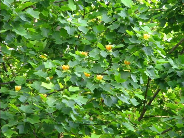 直销马褂木幼苗 马褂木树苗 绿化行道树 规格齐全 欢迎选.