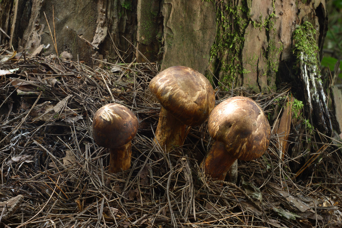 东北野生红松蘑 食用菌开原土特产 批发120斤 厂家直销