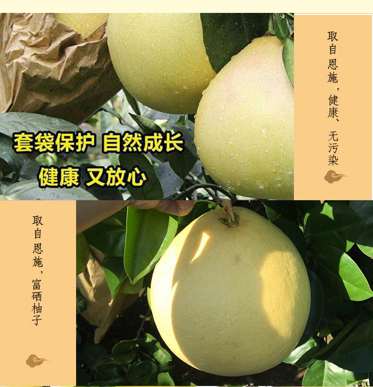 湖北恩施富硒贡水白柚产地直销天然蜜柚柚子孕妇水果