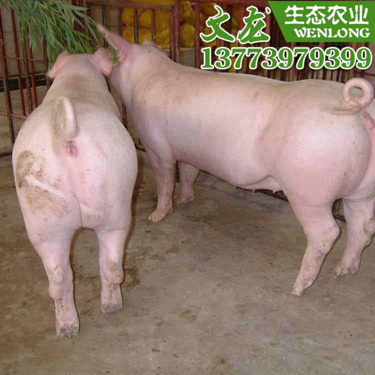 种猪场直销优质长太母猪 长太二元母猪产仔多 长太二元种猪