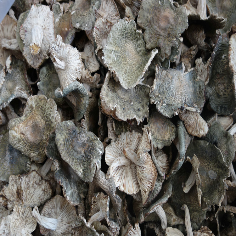 干菜梨菇 野生青菇 青头菌 青面菇 蘑菇 产价批发 质量可靠