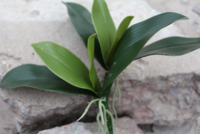 蝴蝶兰叶子 pu蝴蝶兰花叶子 厂家供应 手感兰花叶批发绿植