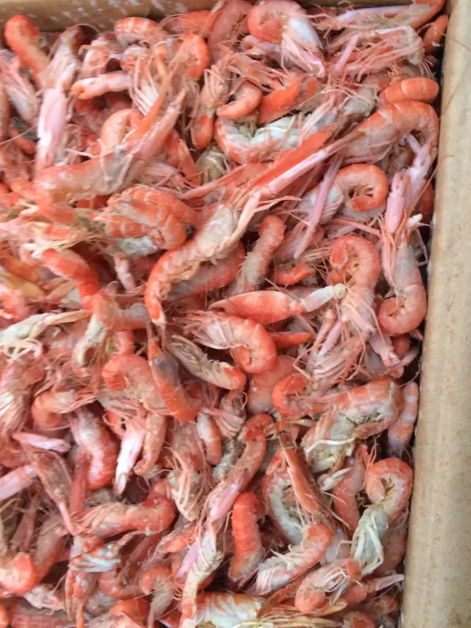 爪虾鹰爪虾狗红虾纯天然渤海海域的特色水产品批发零售