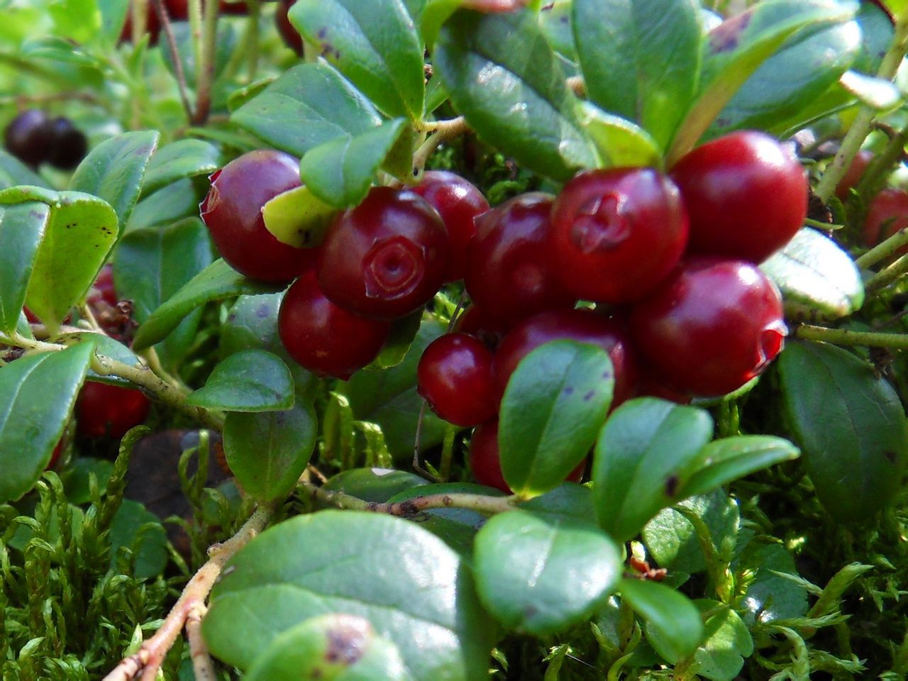 低温存储是净含量(规格)1000000(g)保质期36个月原料与配料野生红豆果