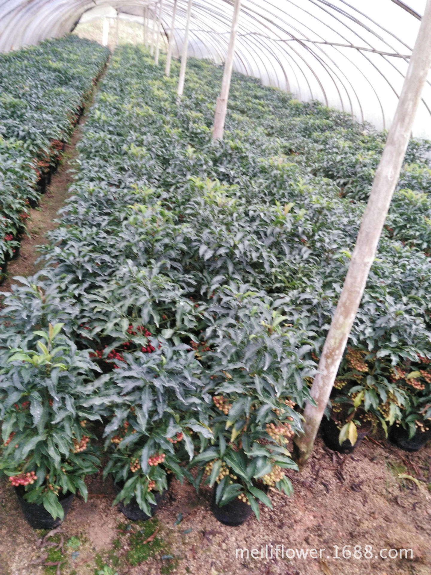 观赏花卉 富贵籽 朱砂根 红凉伞 黄金万两室内盆栽 富贵子盆景