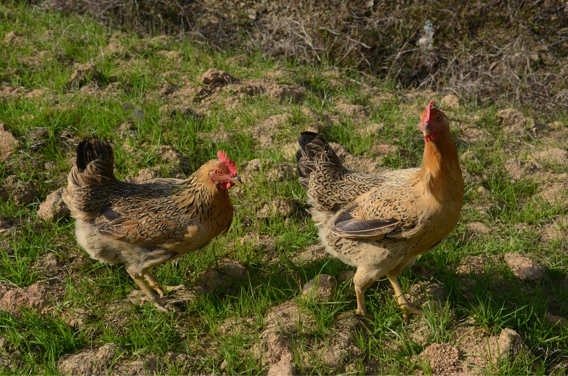3.5斤优质农家散养新鲜老母鸡土鸡肉批发 生鸡肉批发产品