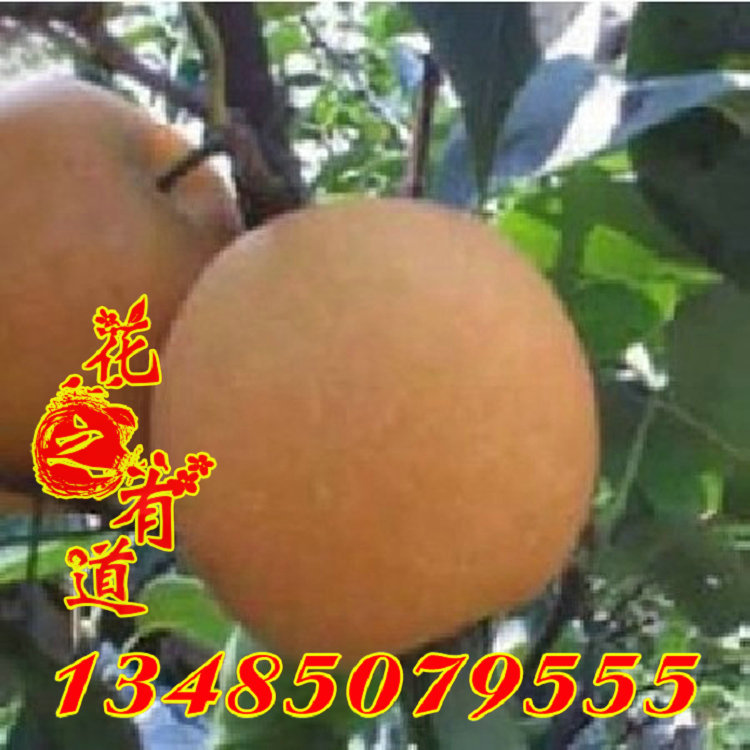 有道精品课程_有道精品课程供应商_有道精品