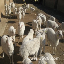 小尾寒羊养殖场 杜泊绵羊 怀孕种羊 肉羊羔格