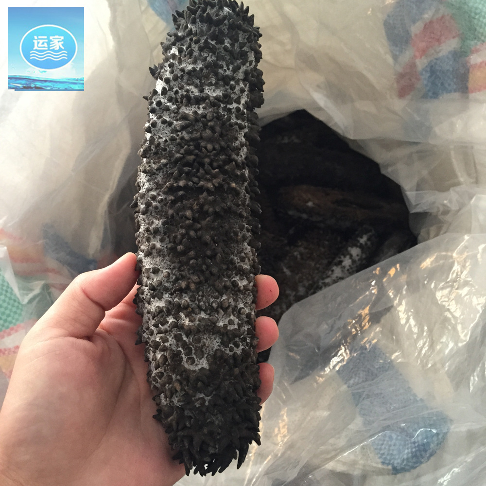 梅花参批发 海参批发 淡干3-5头 梅花刺参 海参干货 电白海参