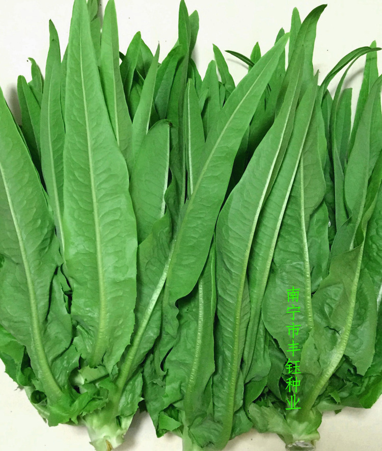 大鹏大油麦菜苗厂家高产量农作物种子蔬菜种子无公害批