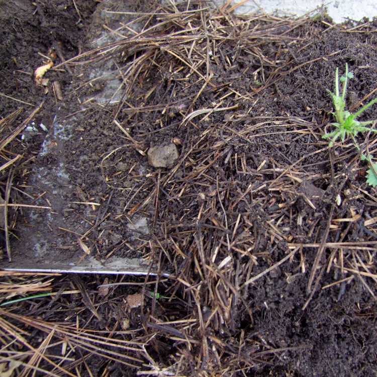 批发松针土 腐殖土 纯长白山松针腐叶土 东北杜娟花专用土营养土