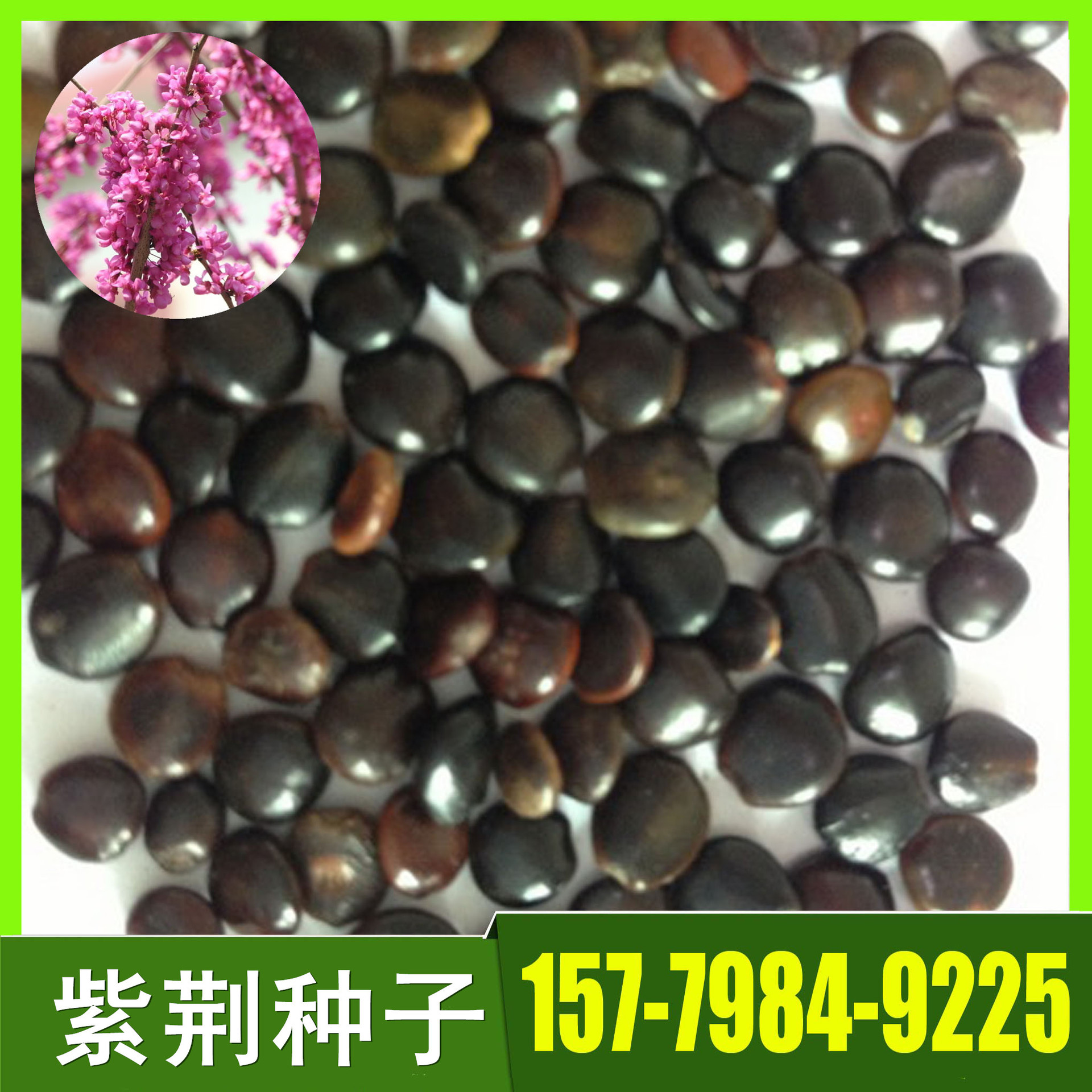 供应紫荆种子 优质紫荆种子批发 各种绿化造林种子批发 量大价优