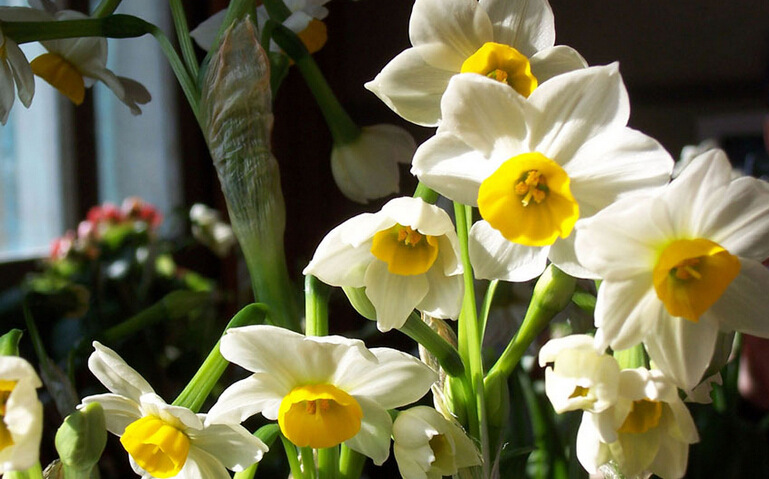 水仙花种球 盆栽球根花卉水培植物 重瓣西洋水仙种球水仙大球