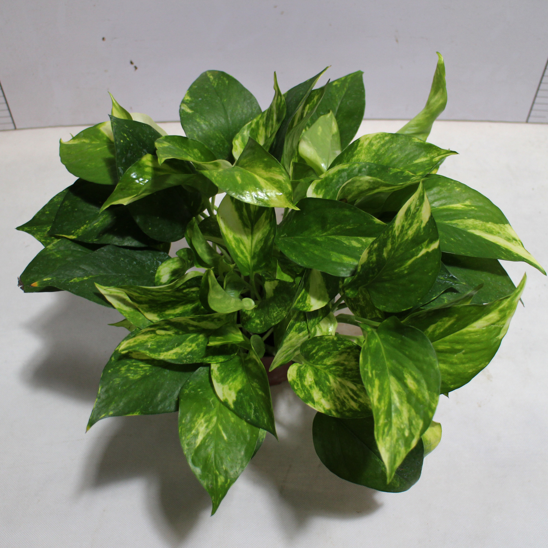 【基地直销】室内净化空气,美化环境,吸收甲醛,120#花叶绿萝 - 苗木批