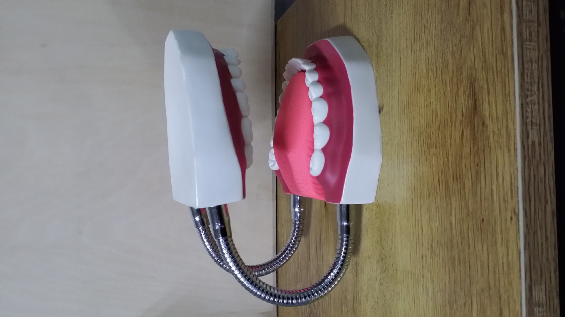 牙形模型维护模型教学课用品仿真牙齿健康口腔护理搪胶工艺