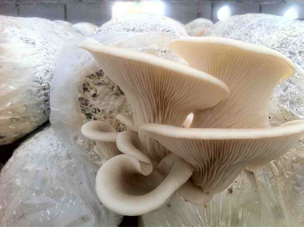 食品级富硒食用菌粉河南厂家