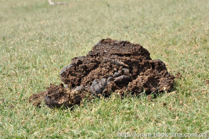牛粪有机肥纯牛粪干牛粪牛粪块牛粪发酵肥 发酵牛粪厂家热销1