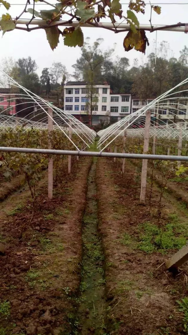 玻璃纤维杆8mm代替老式竹片钢丝葡萄避雨棚支架