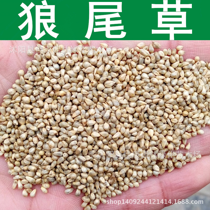 牧草种子牧草型狼尾草种子狼尾草草籽1件1斤