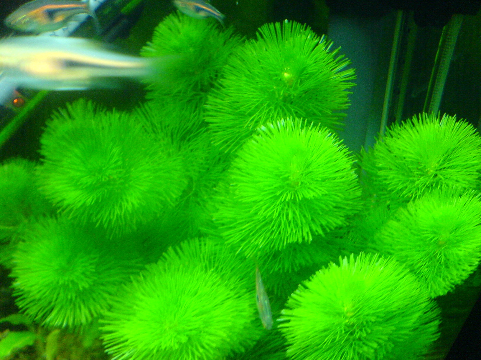 绿菊 真水草批发 活体 观赏水草 鱼缸水族箱造景 装饰 1支