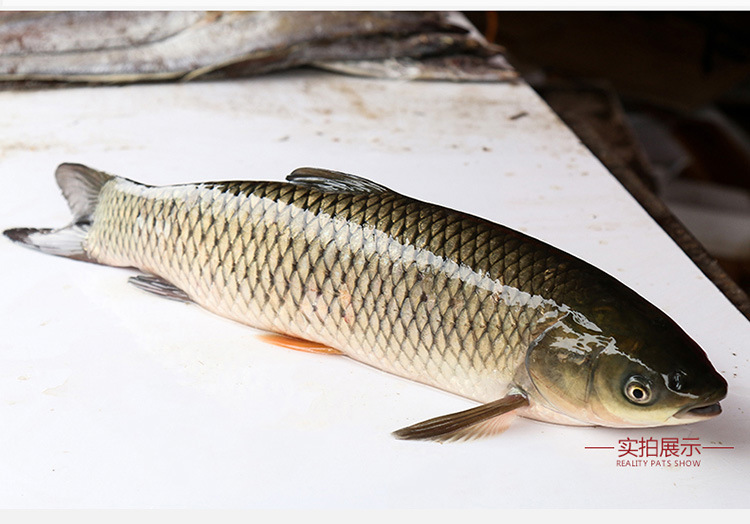专业供应新鲜淡水鱼草鱼 生态水产养殖绿色健康草鱼 整鱼活鱼批发