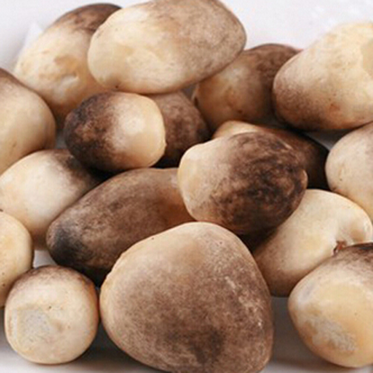 广州白云新鲜草菇 配送食用菌食用菌土特产 农产品批发直销