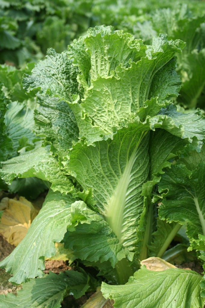 大白菜 龙卷风120高产量 农作物种子 蔬菜种子无公害厂家.