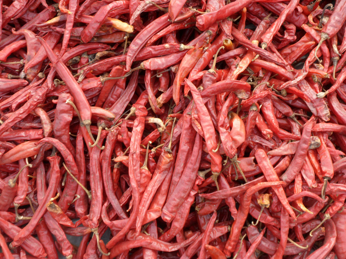 贵州二荆条辣椒