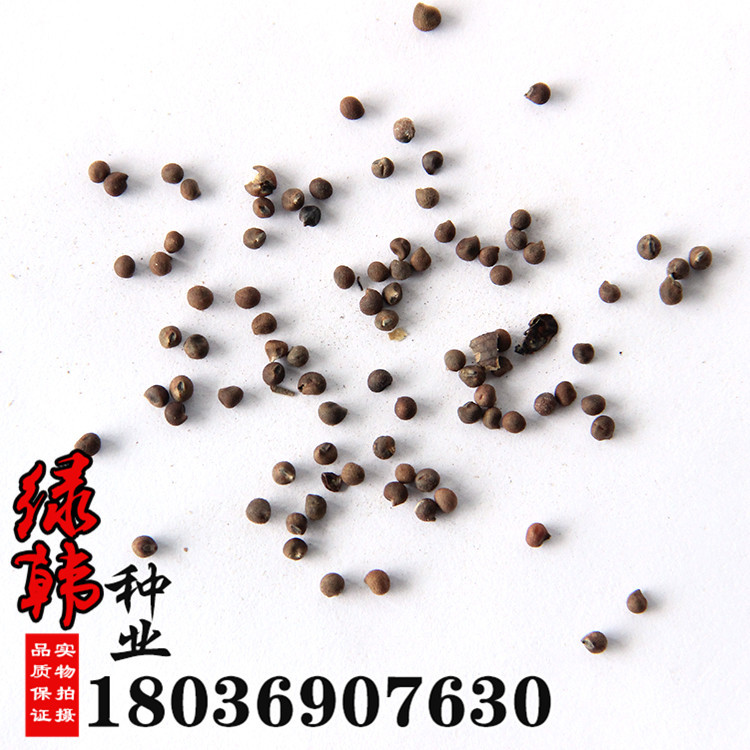 批发大花秋葵种子美芙蓉种子草芙蓉种子易种植发芽率高