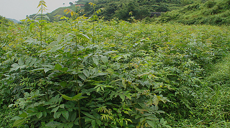 批发供应 青钱柳绿化苗木 优质青钱柳树苗 包成活青钱柳树苗