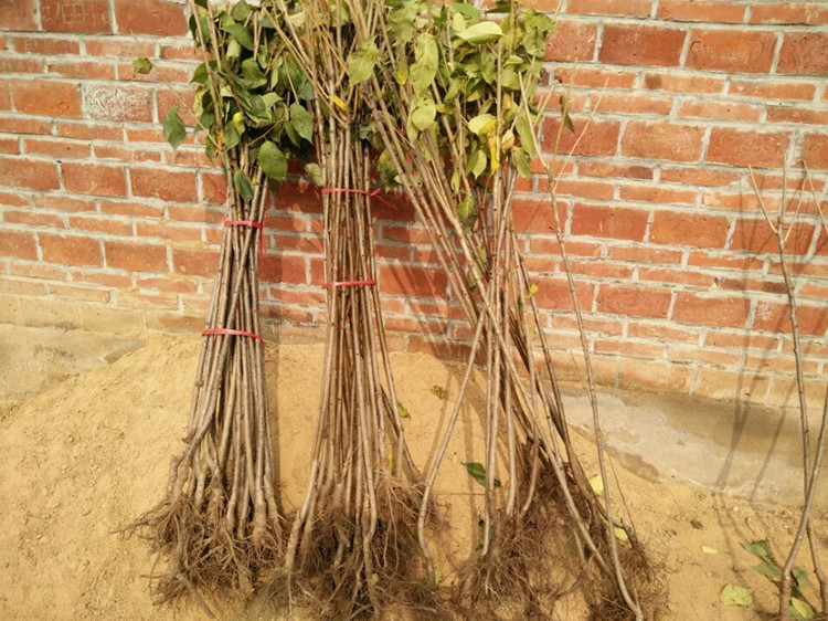 直销美国车厘子苗 矮化大樱桃树苗 果树苗 车厘子树苗 南方樱桃苗