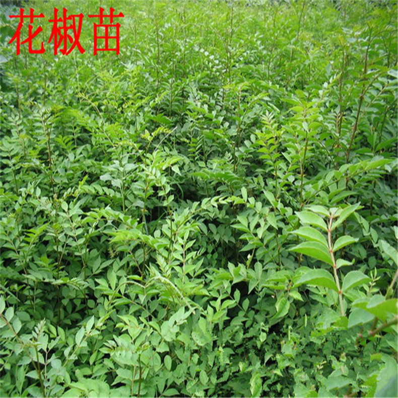 君迁子苗根系发达 山东基地供应批发君迁子苗 量大实惠君迁子苗-询价