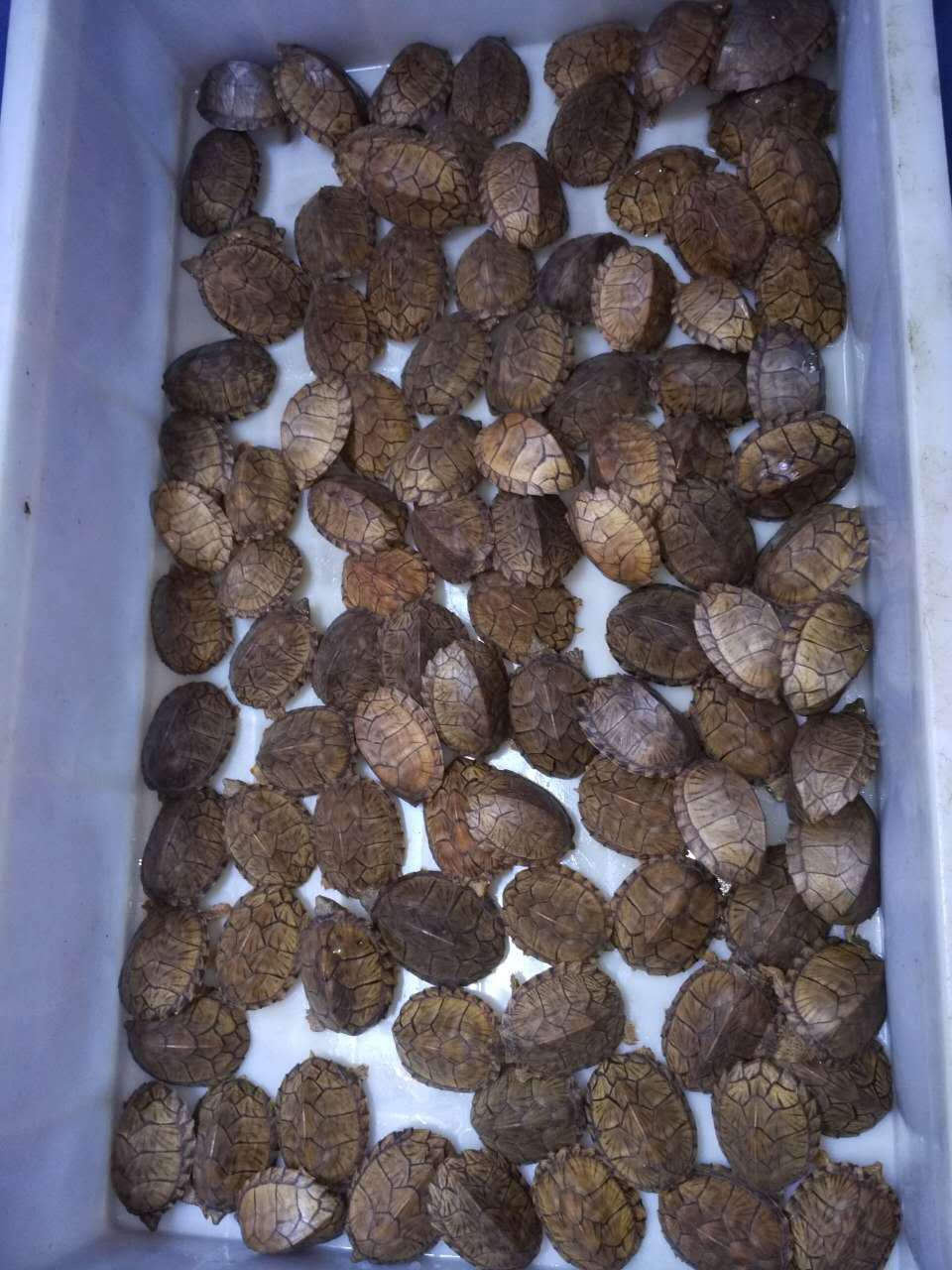 剃刀龟活体剃刀龟苗活体麝香龟深水龟全品剃刀龟活体【6-7cm】