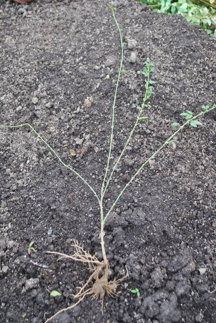 迎春苗垂吊攀援花卉小苗藤本植物初春使者瀑布般的迎春花