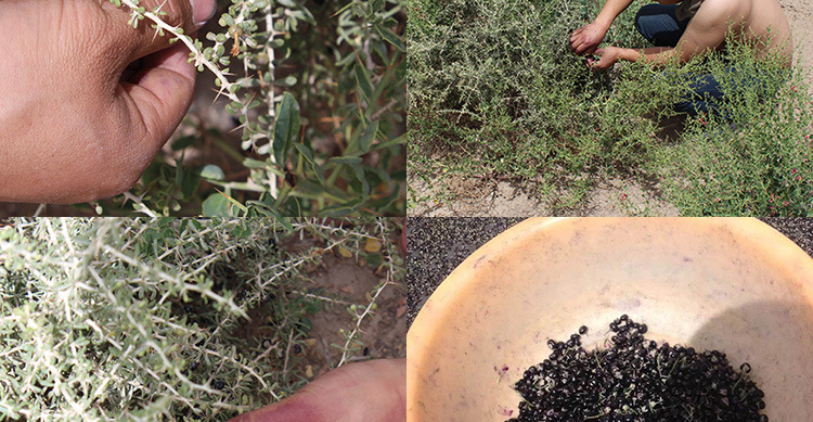 供应 野生黑枸杞新疆黑果枸杞包邮