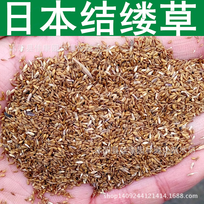 草坪种子 日本结缕草种子 锥子草籽 延地青耐旱耐践踏暖季型