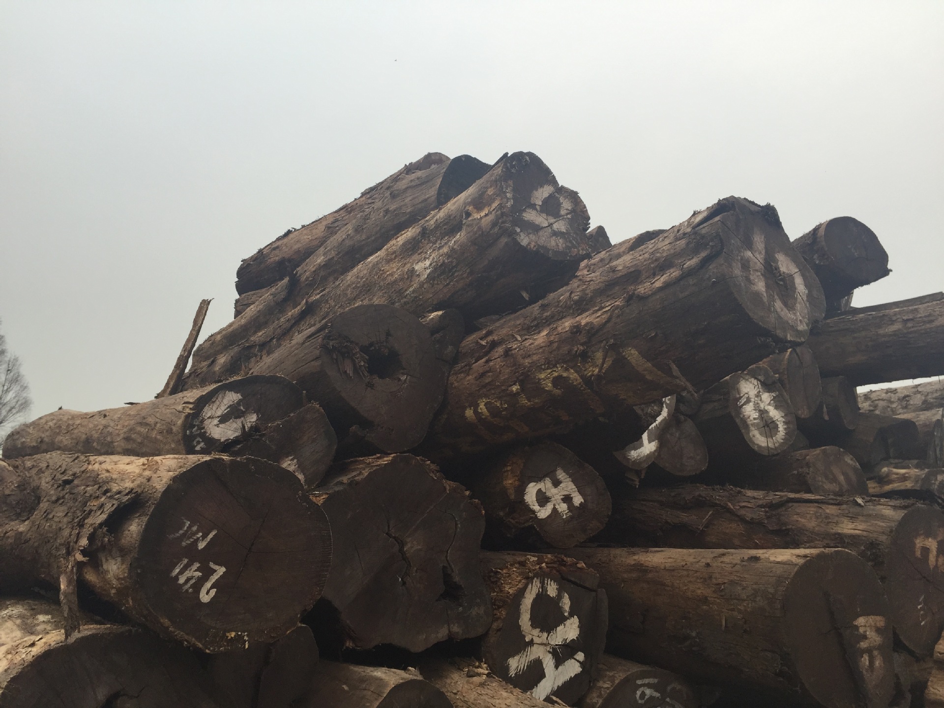 现货供应 国外一手货源 精品大经大叶红檀 非洲小叶红檀原木进口