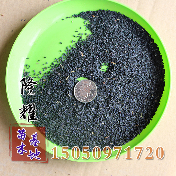 公司草花种子景观绿化种子优质花葱种子花葱新种子