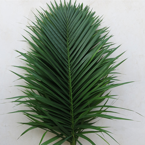 【我要花】散尾葵 厦门鲜花直供 切叶配叶批发 鲜花批发