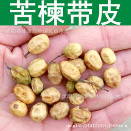 林木种子 苦楝树种子 苦楝种子 苦苓树 紫花树 楝枣树 1件=1斤