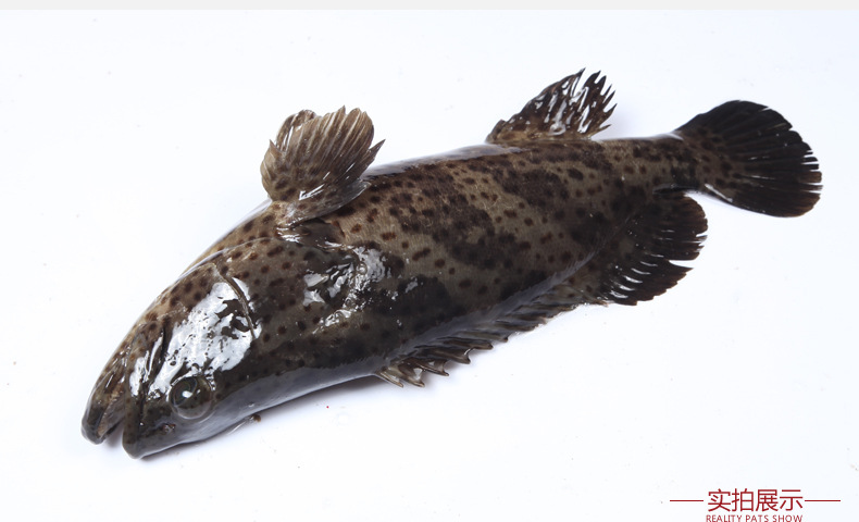 福建深海斜带石 海鲜水产食用海水野生石斑-鱼类