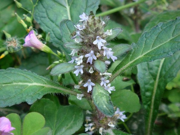 我公司批发纯天然植物药材 筋骨草 白毛夏枯草,散血草