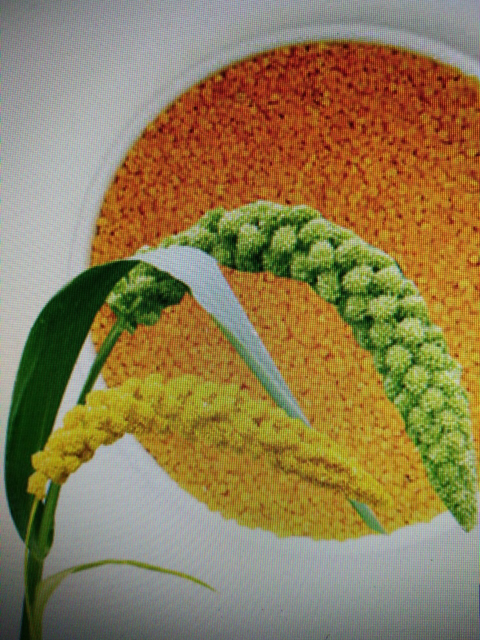 沁州黄谷子大量出售,量大联系