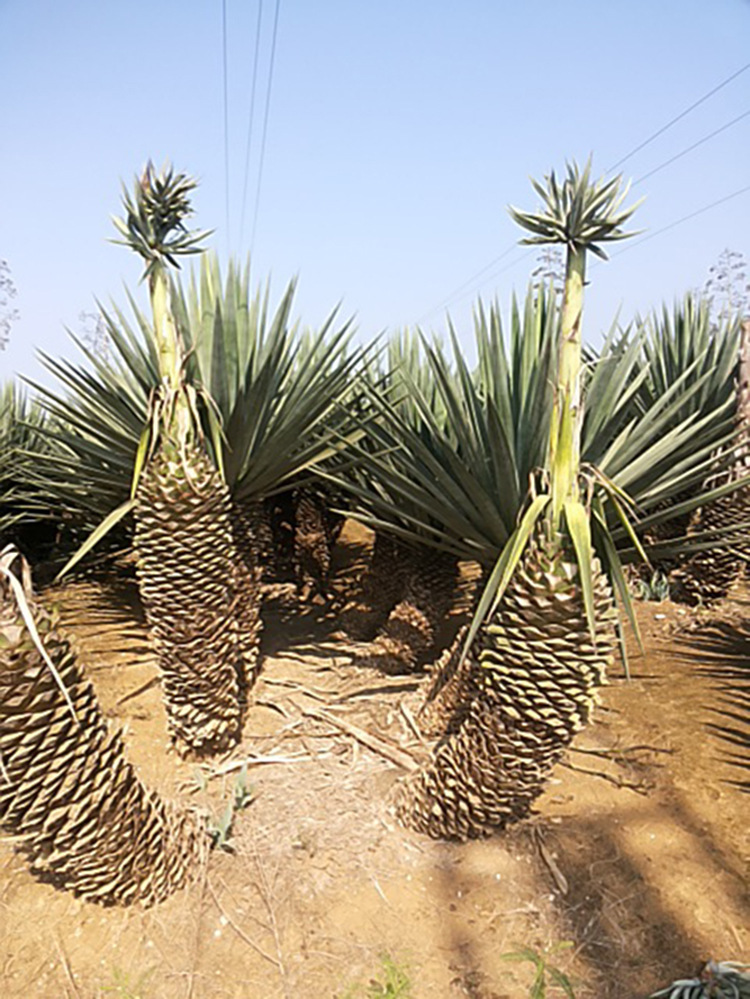 出口热销产品剑麻纤维百万吨库存样品定制义乌剑麻丝纤维批发