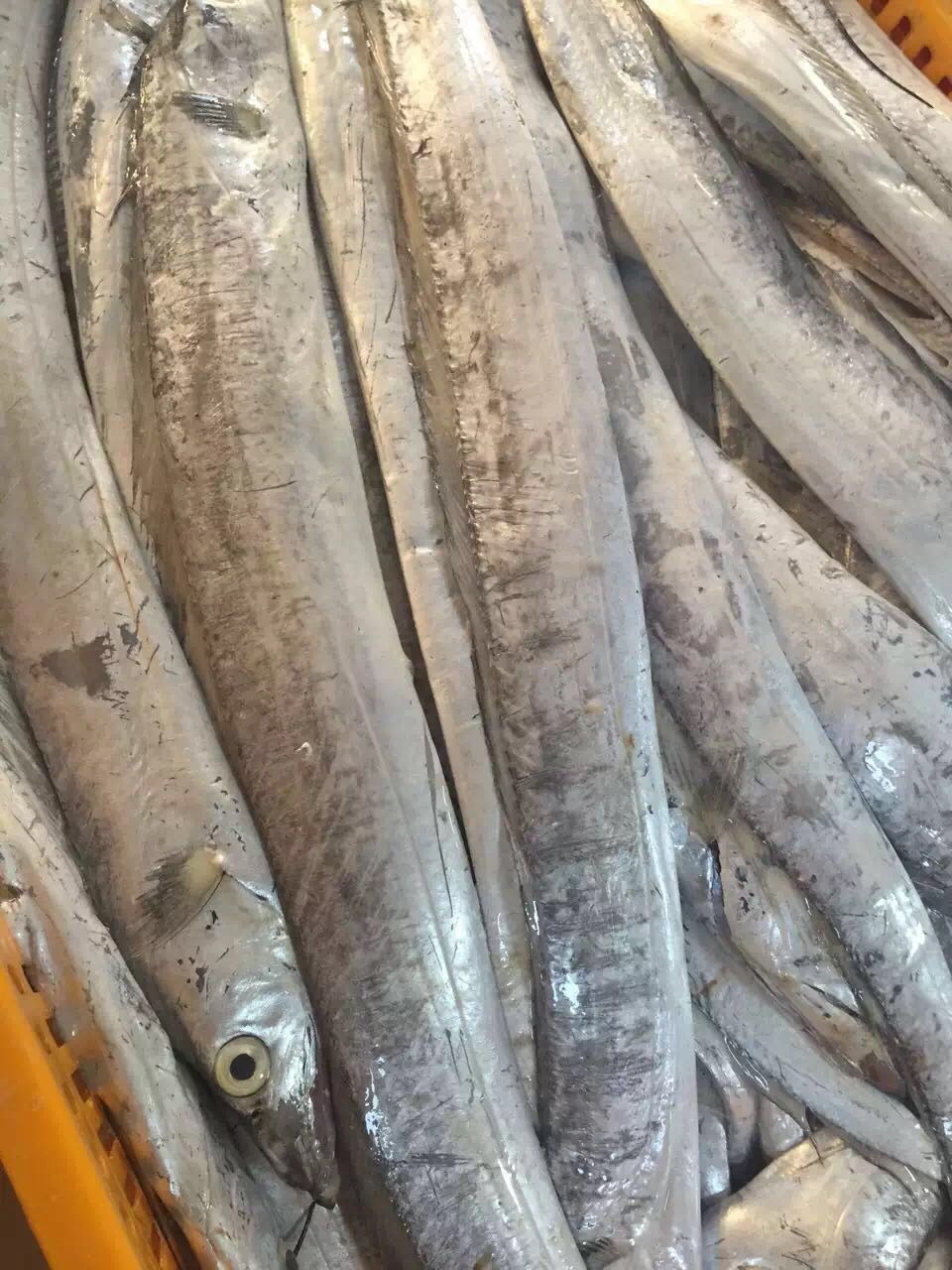 本港海钓冷冻带鱼