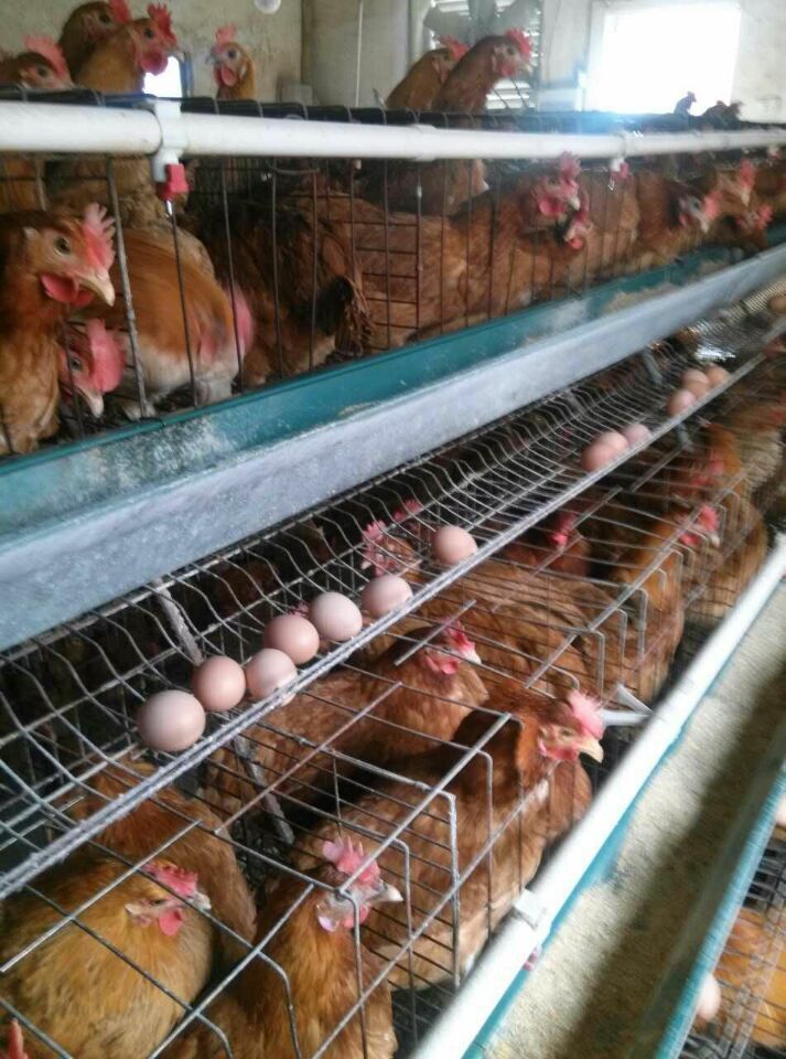 长期供应批发优质健康 生命力强花凤鸡苗 各类鸡苗